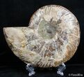 Inch Split Ammonite (Half) #2643-1